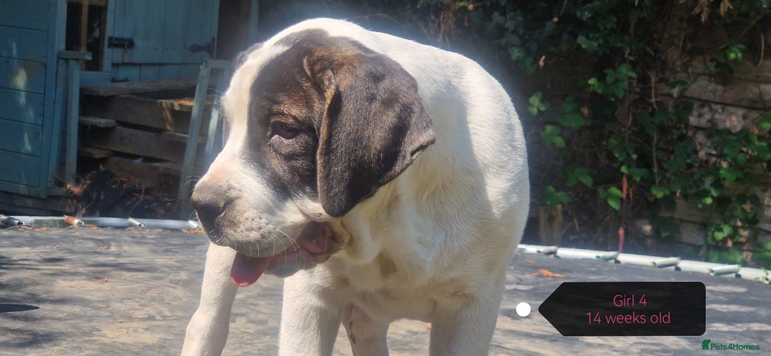 Central Asian Shepherd dogs for sale: Beautiful Alabai Mastiff puppies  in Pulborough - Image 16