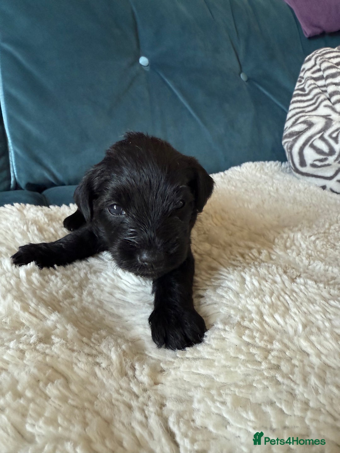 Miniature Schnauzer dogs for sale: Beautiful litter of Miniature Shnauzers  - Image 17