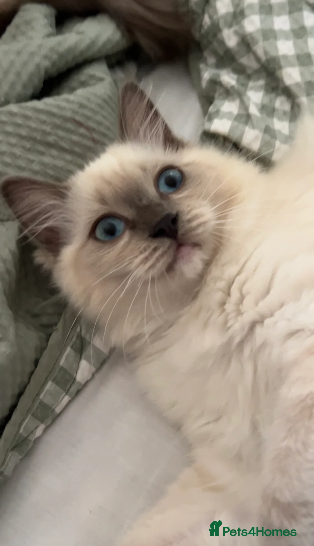Ragdoll cats for sale: Ragdoll Cherubim Mink Kittens TICA - Advert 2