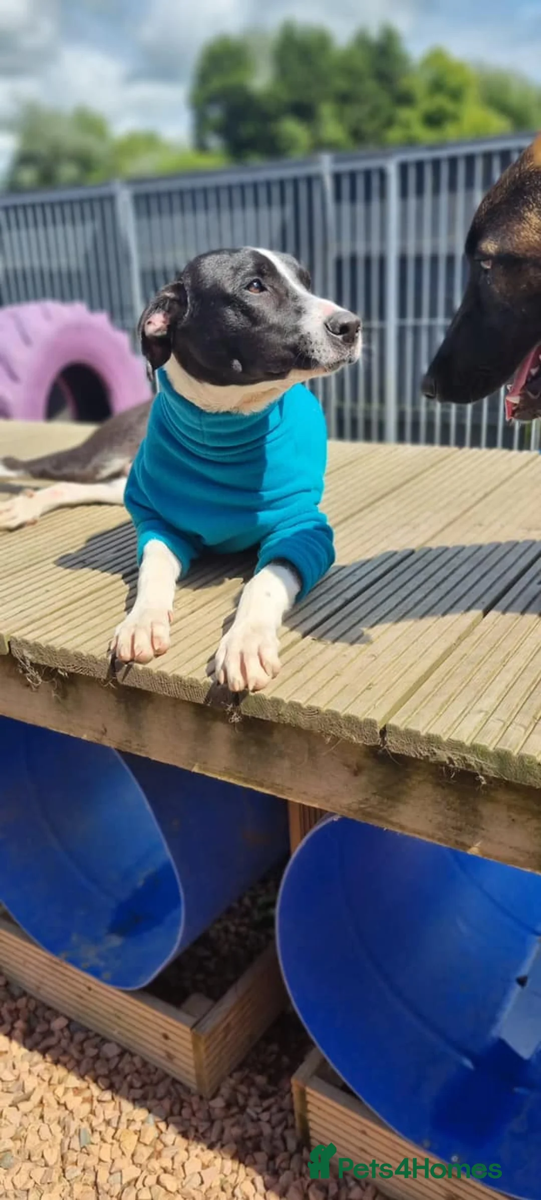 Mixed Breed dogs for adoption: Bentley - looking for a home of his own in Glasgow - Advert 5