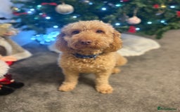 Cockapoo dogs for stud: Leo- male cockapoo for stud  - Advert 3