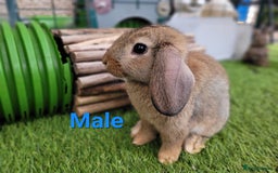 Mini Lop rabbits for sale: Beautiful Mini Lops - READY TO LEAVE - Image 20