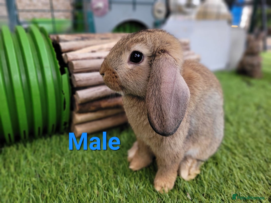Mini Lop rabbits for sale: Beautiful Mini Lops - READY TO LEAVE - Image 20