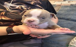 American Bully dogs for sale: 🐾 ABKC Registered Micro/Pocket Bully Puppies! 🐾 - Image 30