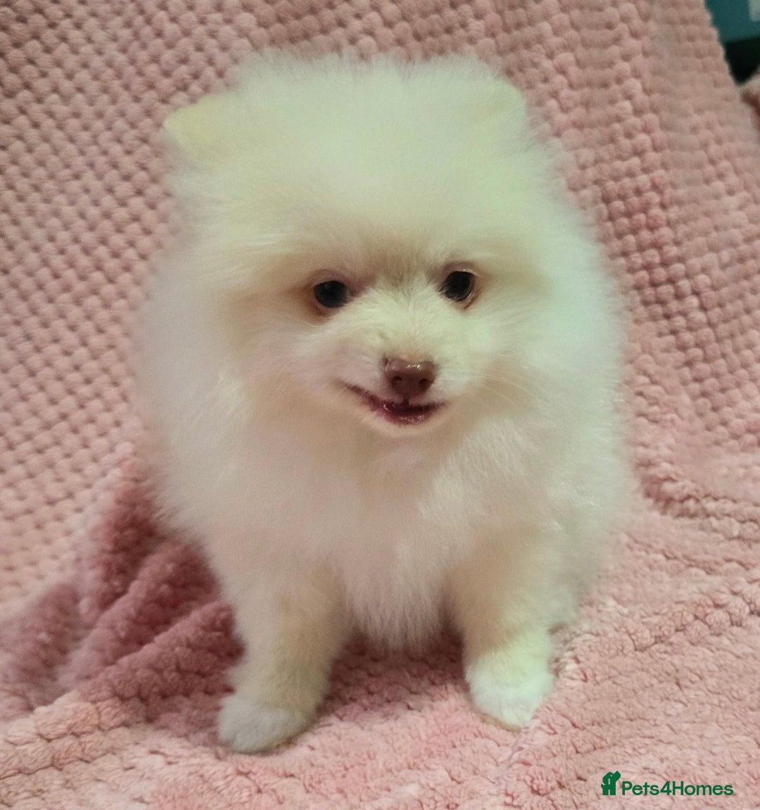 Pomeranian dogs for sale: Last boy left teddy bear face  - Advert 11