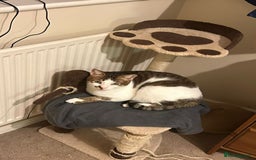 Mixed Breed cats for adoption: [Indoors only] Tom, Bryan, Ezzie: cuddliest boys - Image 18