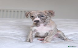 Whippet dogs for sale: Fawn Bedlington Whippet puppy - Image 7