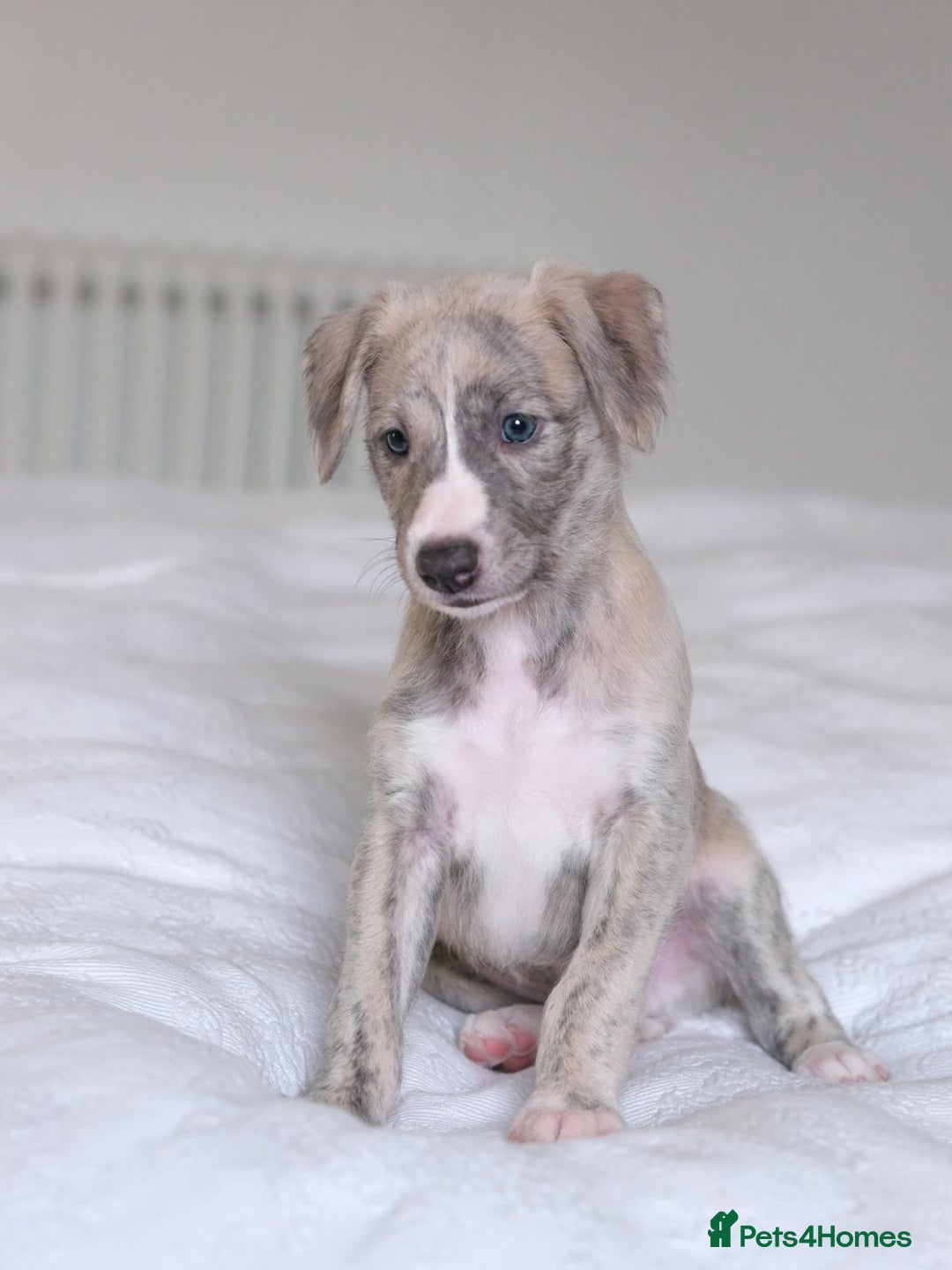 Whippet dogs for sale: Fawn Bedlington Whippet puppy - Image 7