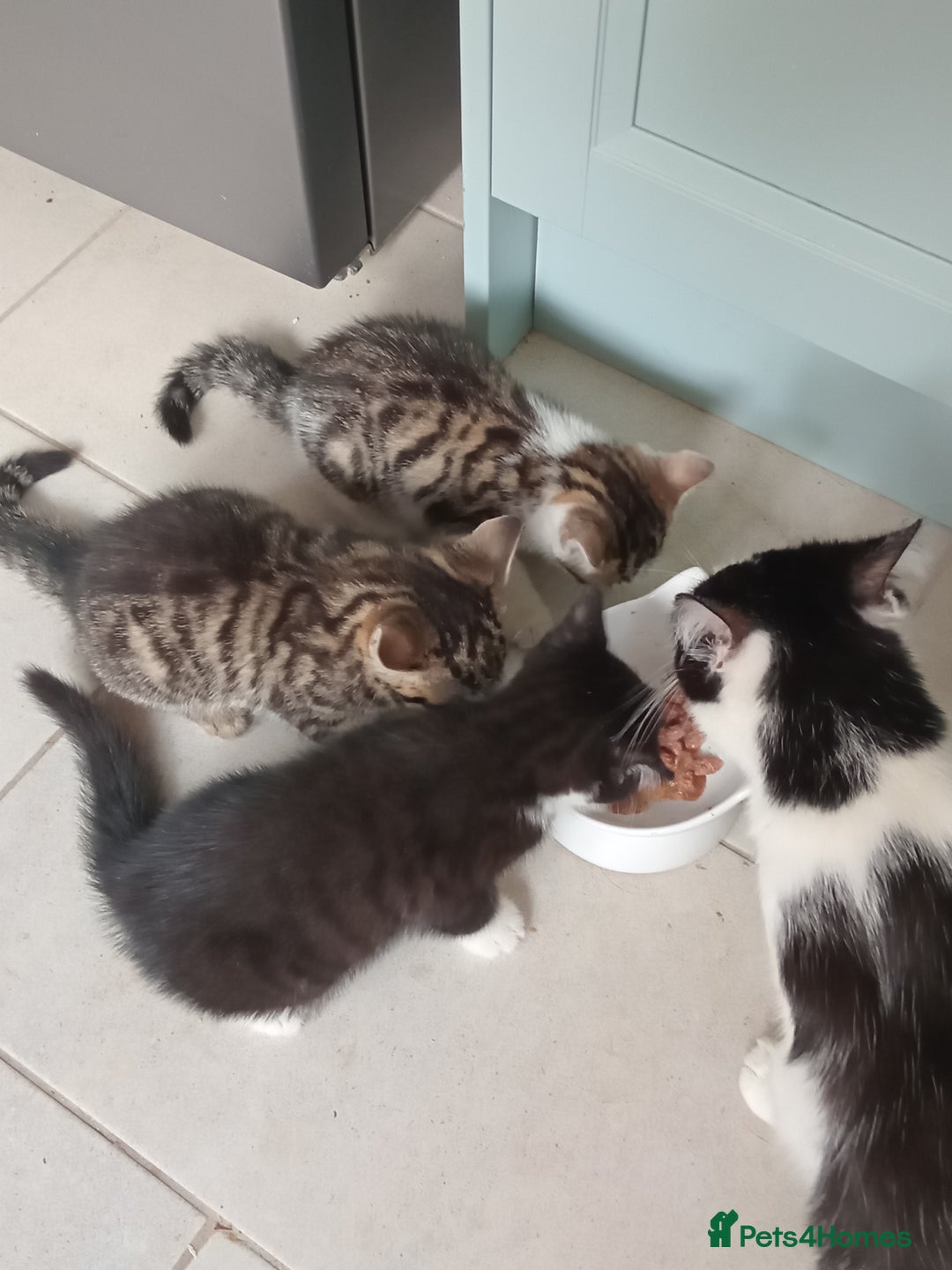 British Shorthair cats for sale: Kittens - Image 1