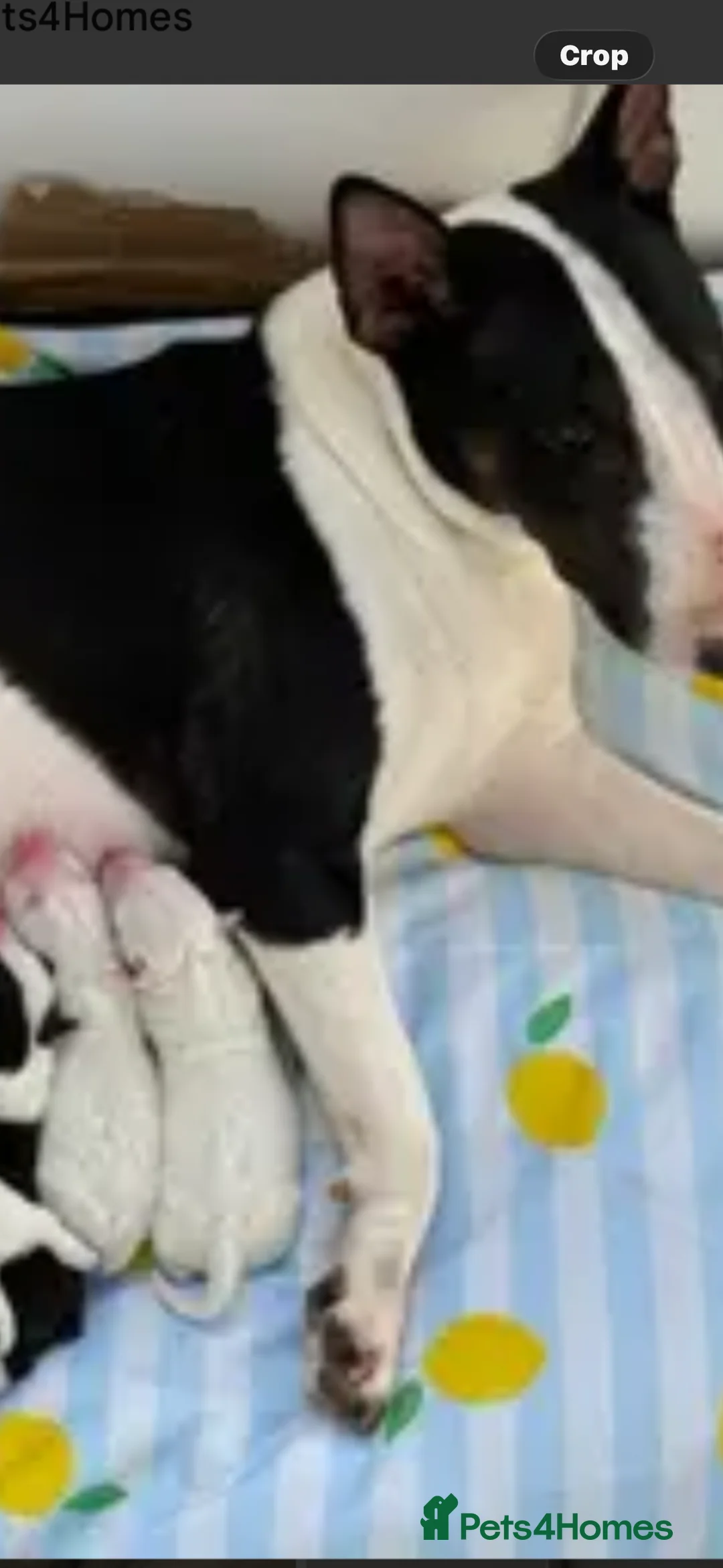 English Bull Terrier dogs for sale: English bullterrier make puppy in Kilbirnie - Advert 2