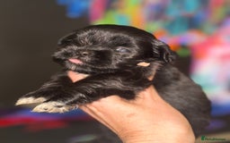 Lhasa Apso dogs for sale: Stunning kc registered Lhasa apso pups - Image 6