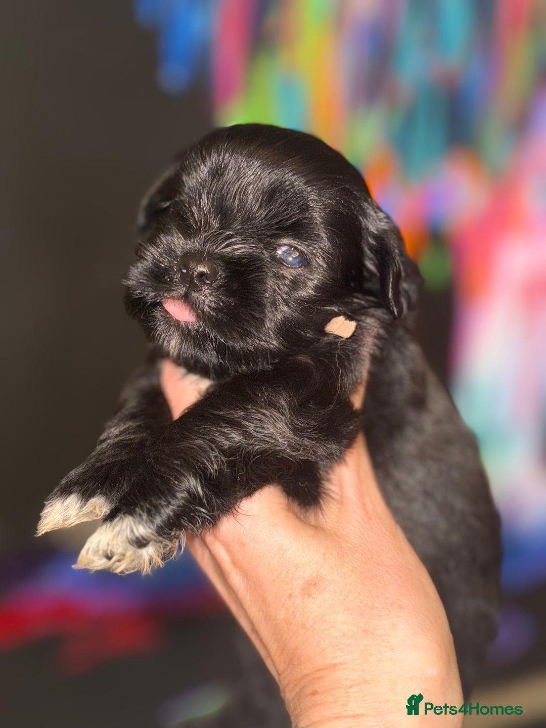 Lhasa Apso dogs for sale: Stunning kc registered Lhasa apso pups - Image 6