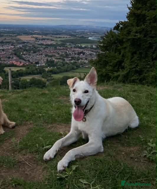 Mixed Breed dogs SHILOH-happy girl/loving family dog/playful/social - Advert 7