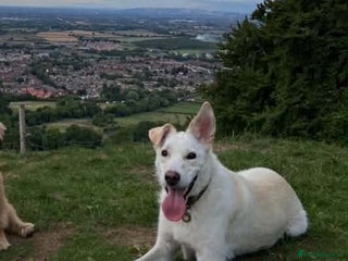 Mixed Breed dogs SHILOH-happy girl/loving family dog/playful/social - Advert 2