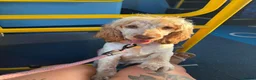 Cocker Spaniel dogs for sale: Looking for forever home for loving Mabel in Sutton - Advert 5