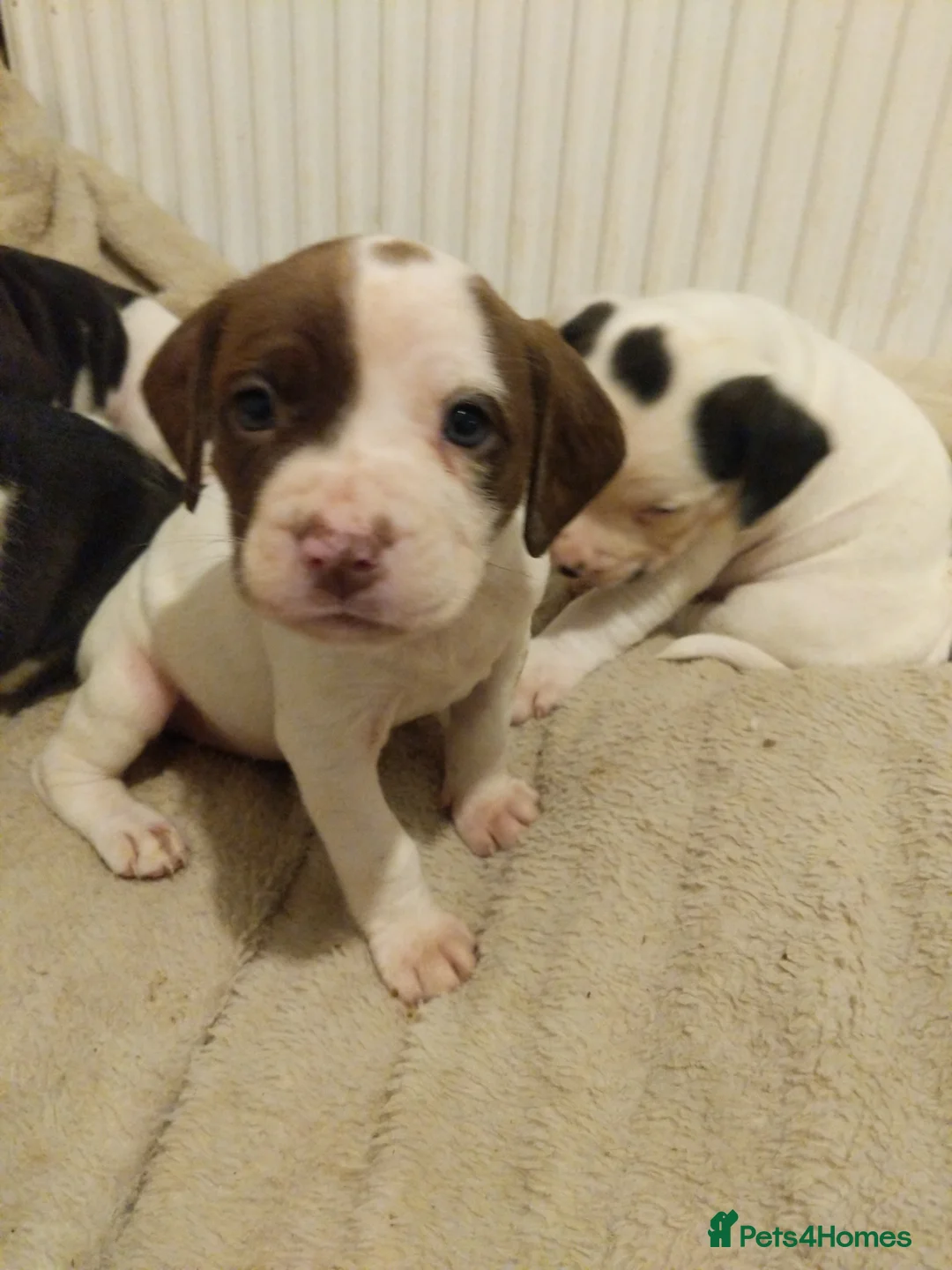 Mixed Breed dogs for sale: American Johnson bulldog x springer - Advert 12