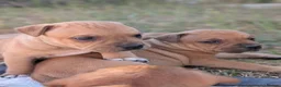 Staffordshire Bull Terrier dogs for sale: KC Red Staffords  - Advert 8