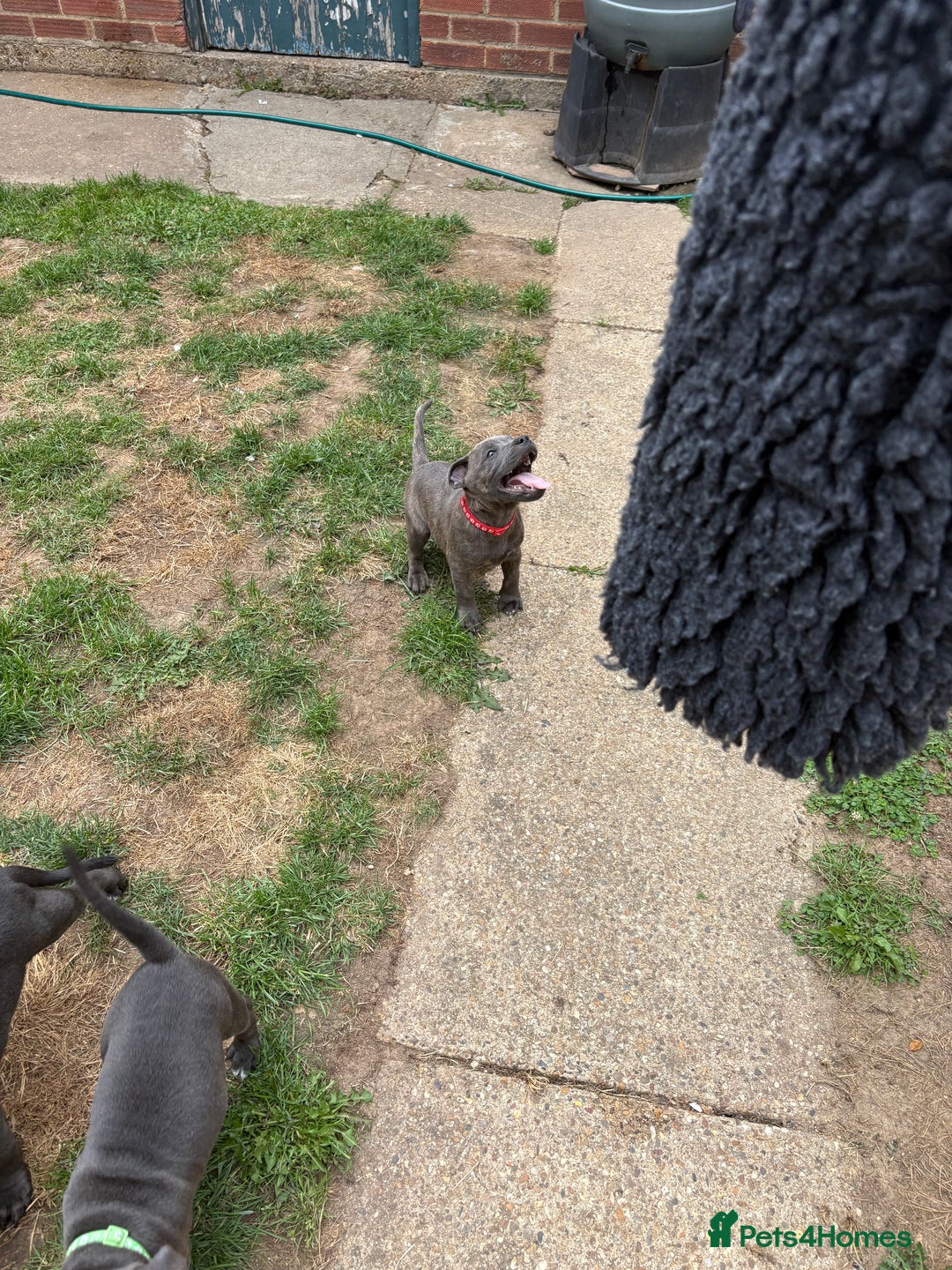 Staffordshire Bull Terrier dogs for sale: KC registered Blue Staffordshire bull terrier’s  in Colchester - Image 29