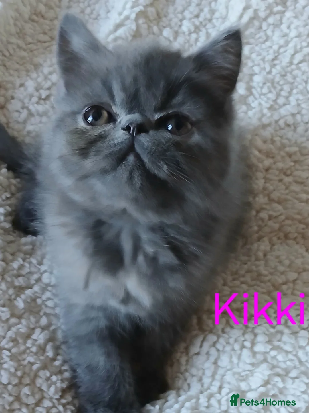 Persian cats for sale: STUNNING GCCF PERSIAN EXOTIC BABIES - Advert 20