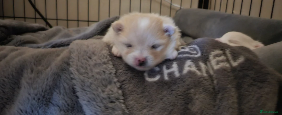 Pomeranian dogs for sale: 2 beautiful pomeranian girls - Advert 5