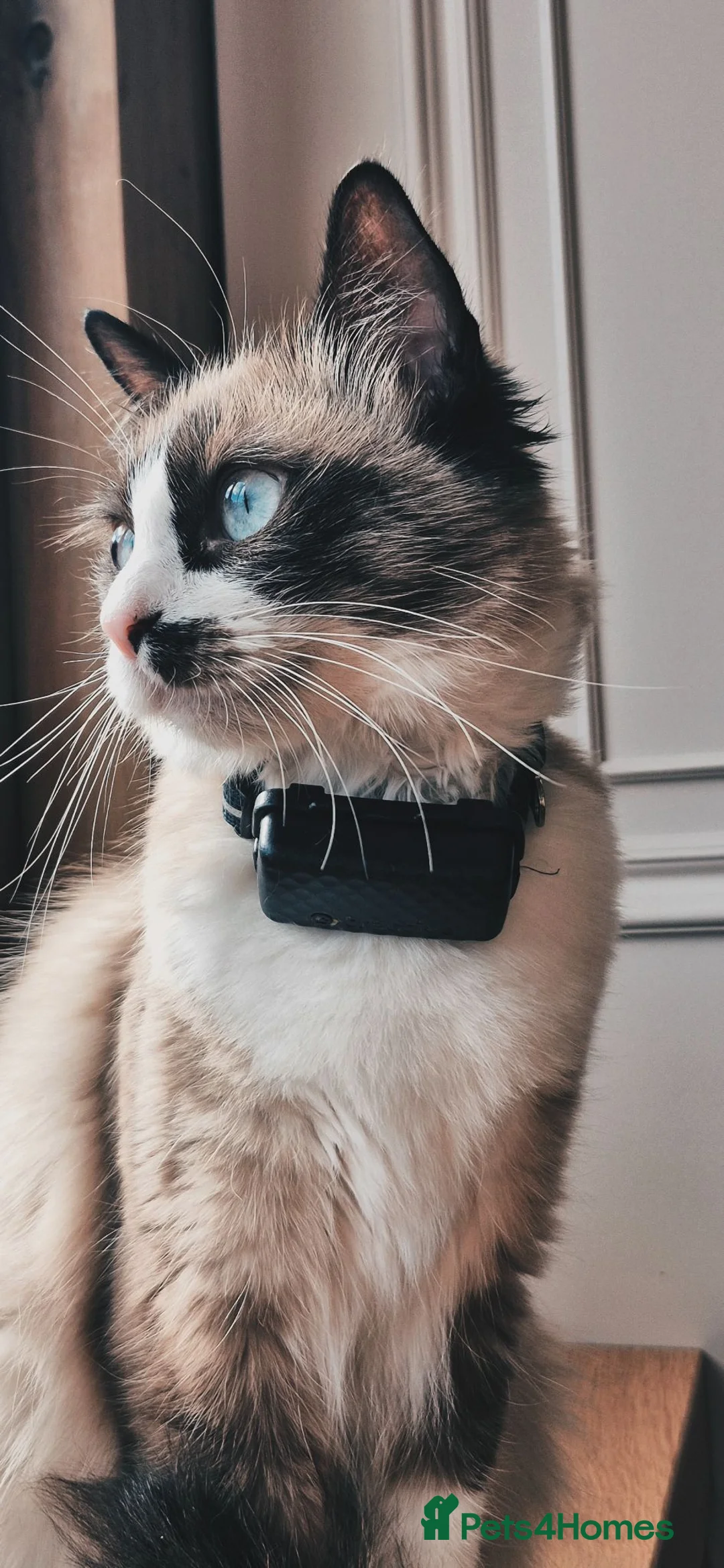Mixed Breed cats for sale: Ragdoll Cross Kittens for Sale in Southampton - Advert 2