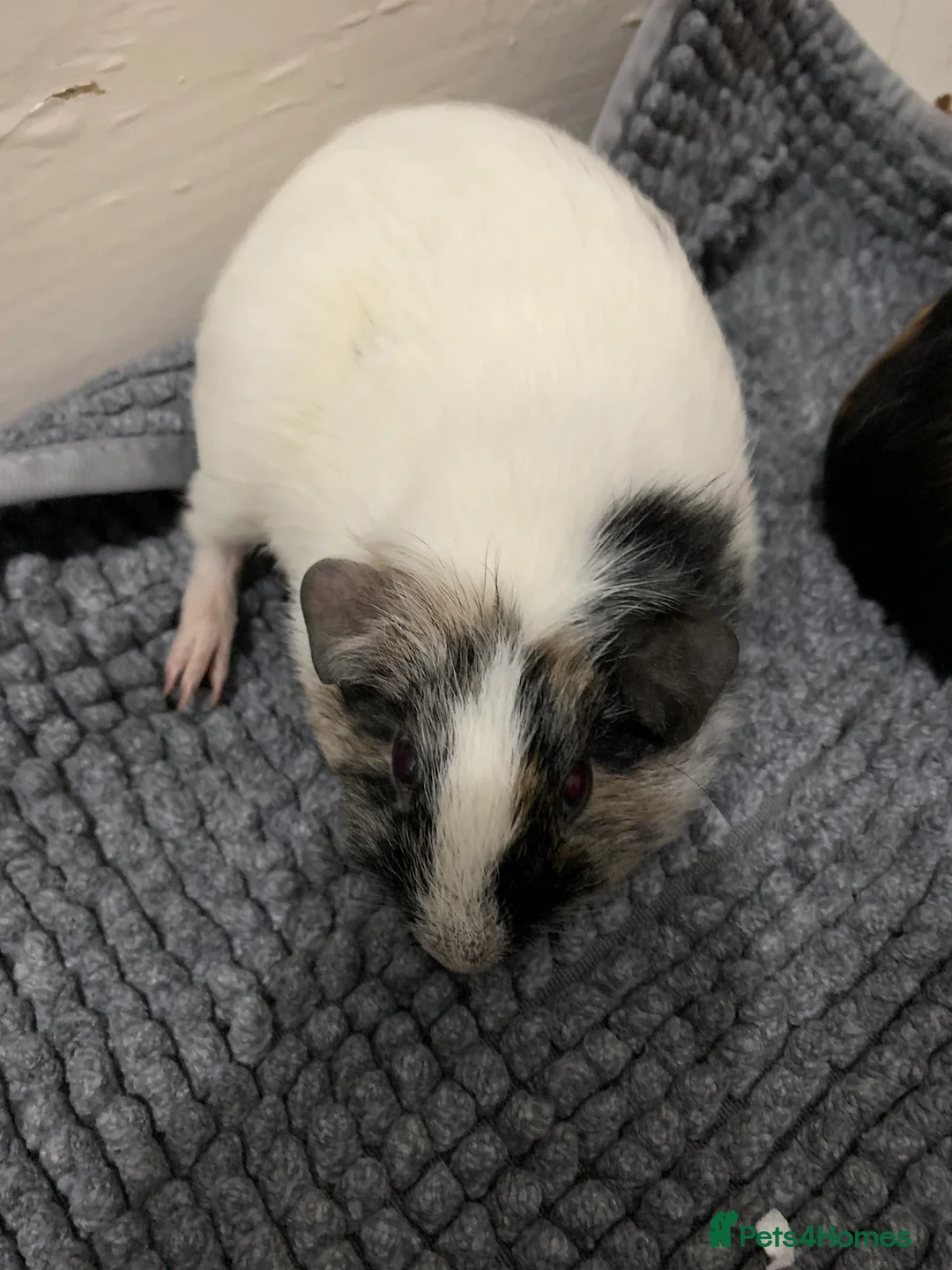 Guinea Pig rodents for sale: Skinny Pigs and Skinny Carriers - Advert 6