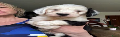 Old English Sheepdog 2
