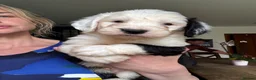 Old English Sheepdog dogs for sale: Fully health tested and registered showline OES - Advert 10