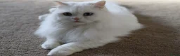 Persian cats for sale: Loving Stunning Persian Boy in Smethwick - Advert 2