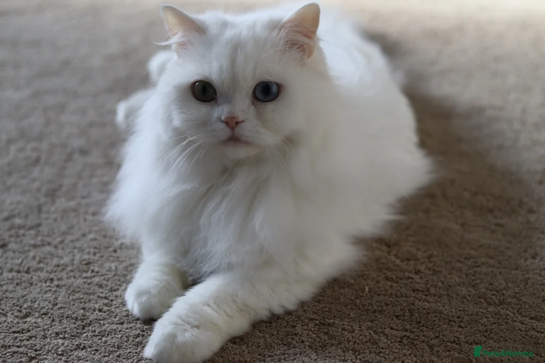 Persian cats for sale: Loving Stunning Persian Boy in Smethwick - Advert 2