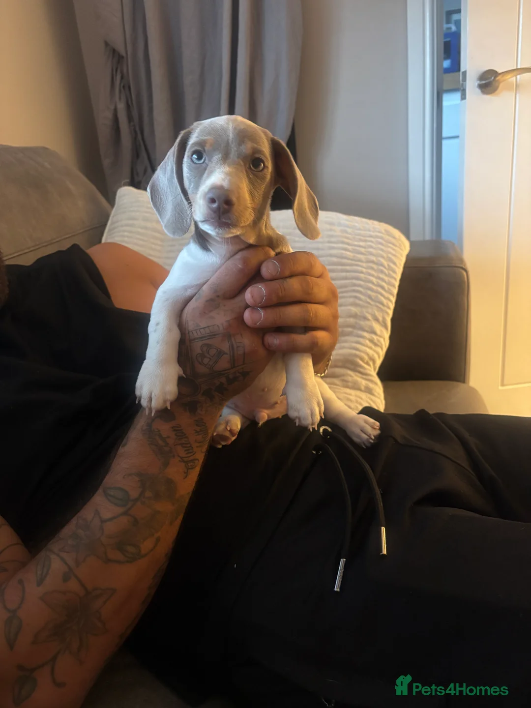 Miniature Dachshund dogs for sale: Our last male looking for his forever home - Advert 2