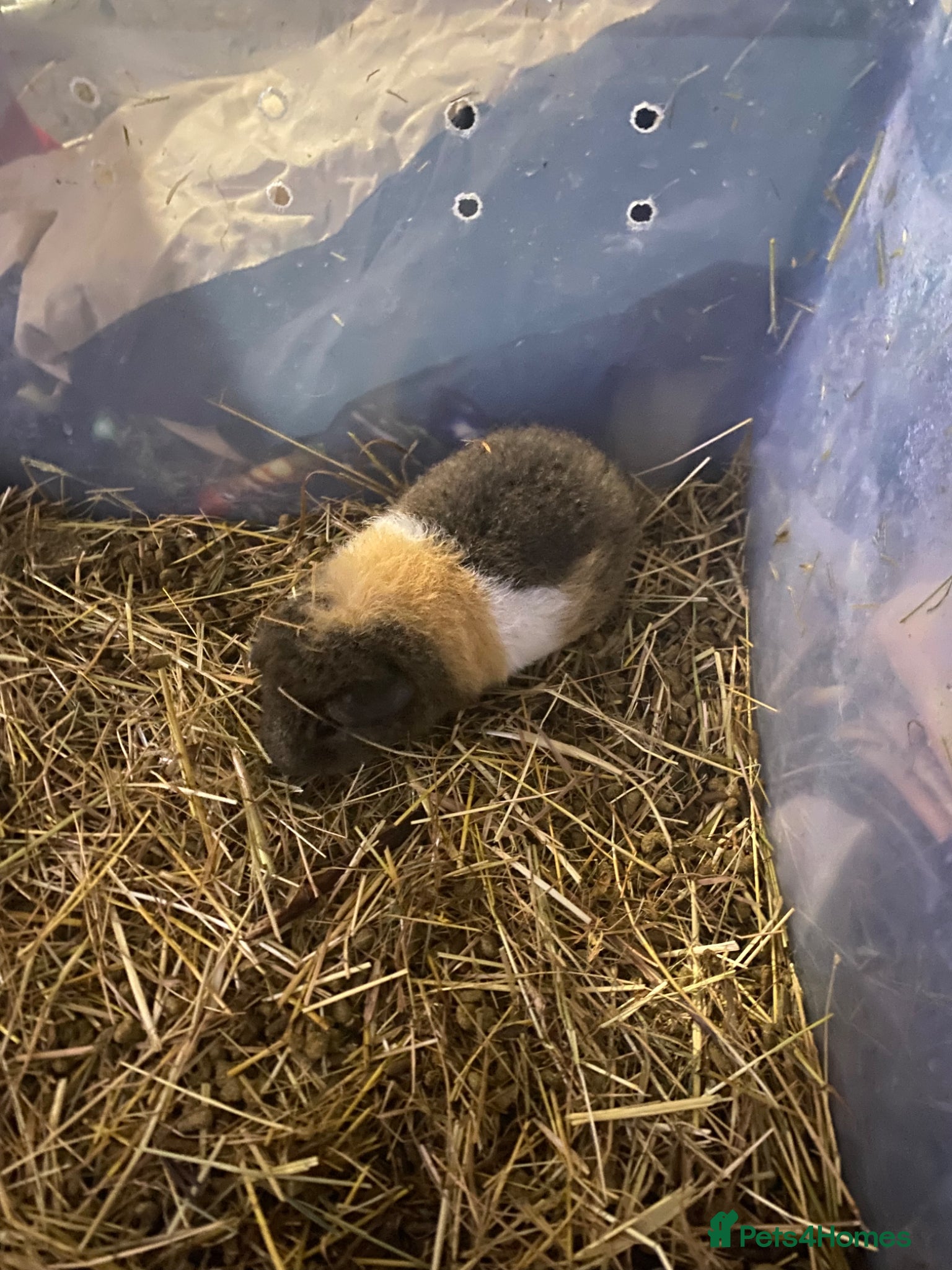 Guinea Pig rodents 4 male left - Advert 21