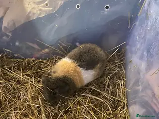 Guinea Pig rodents 4 male left - Advert 21