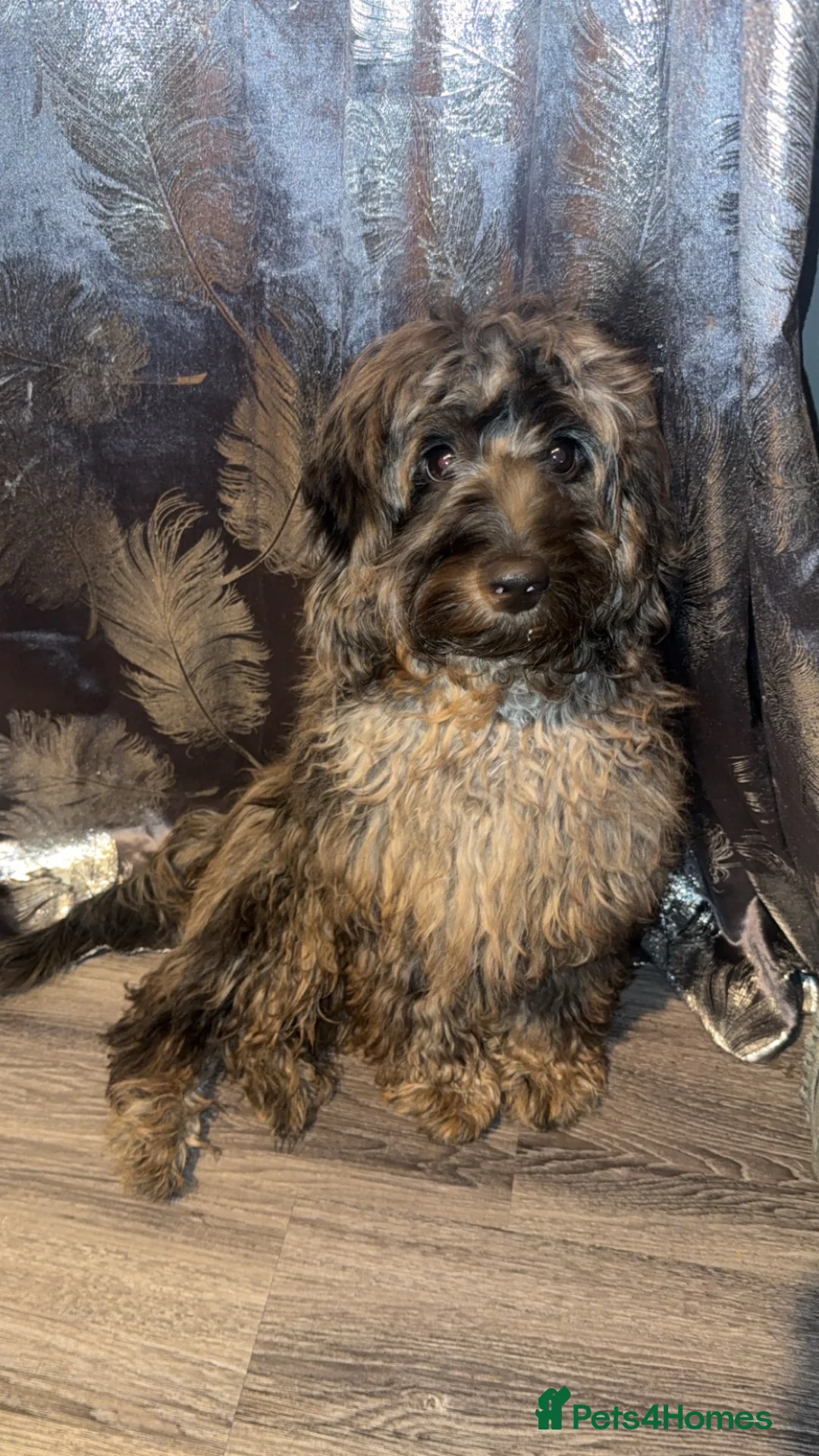 Cockapoo dogs for sale: Cockapoo boy in Southampton - Advert 1