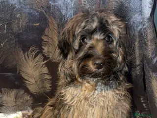 Cockapoo dogs Cockapoo boy - Advert 3