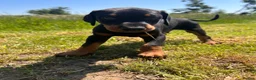 Dobermann dogs for sale: Outstanding Quality Dobermann puppies, KC REG - Advert 5