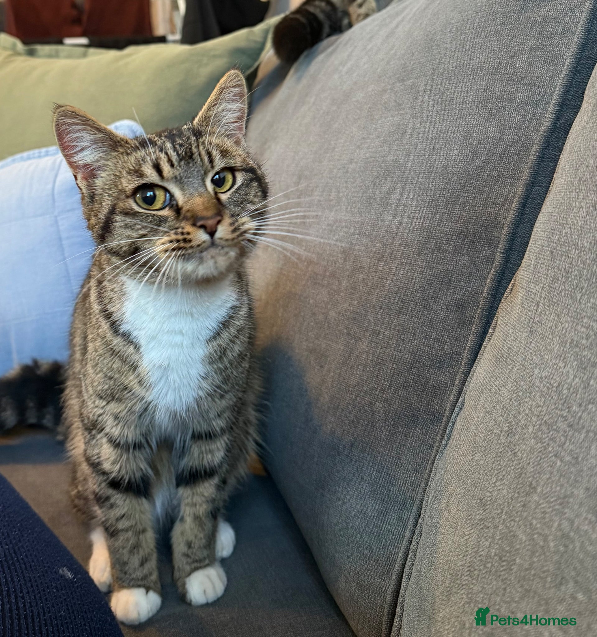 Domestic Shorthair cats Beautiful male kitten - Advert 1