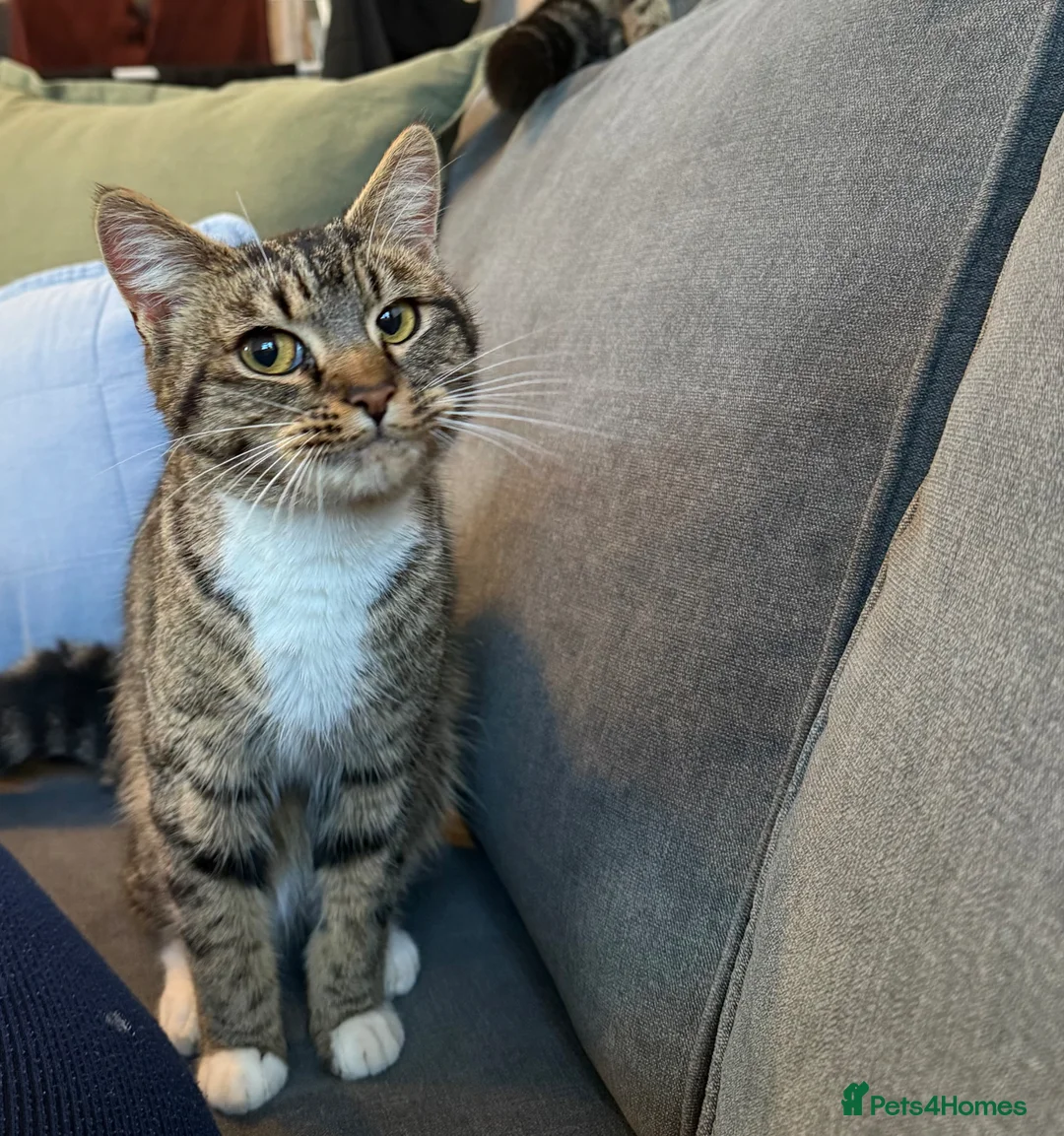 Domestic Shorthair cats for sale: Beautiful male kitten - Advert 1