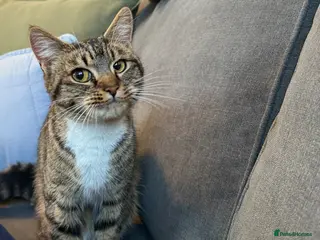 Domestic Shorthair cats Beautiful male kitten - Advert 1