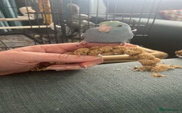 Parakeets birds for sale: parrotlet Baby - Image 1
