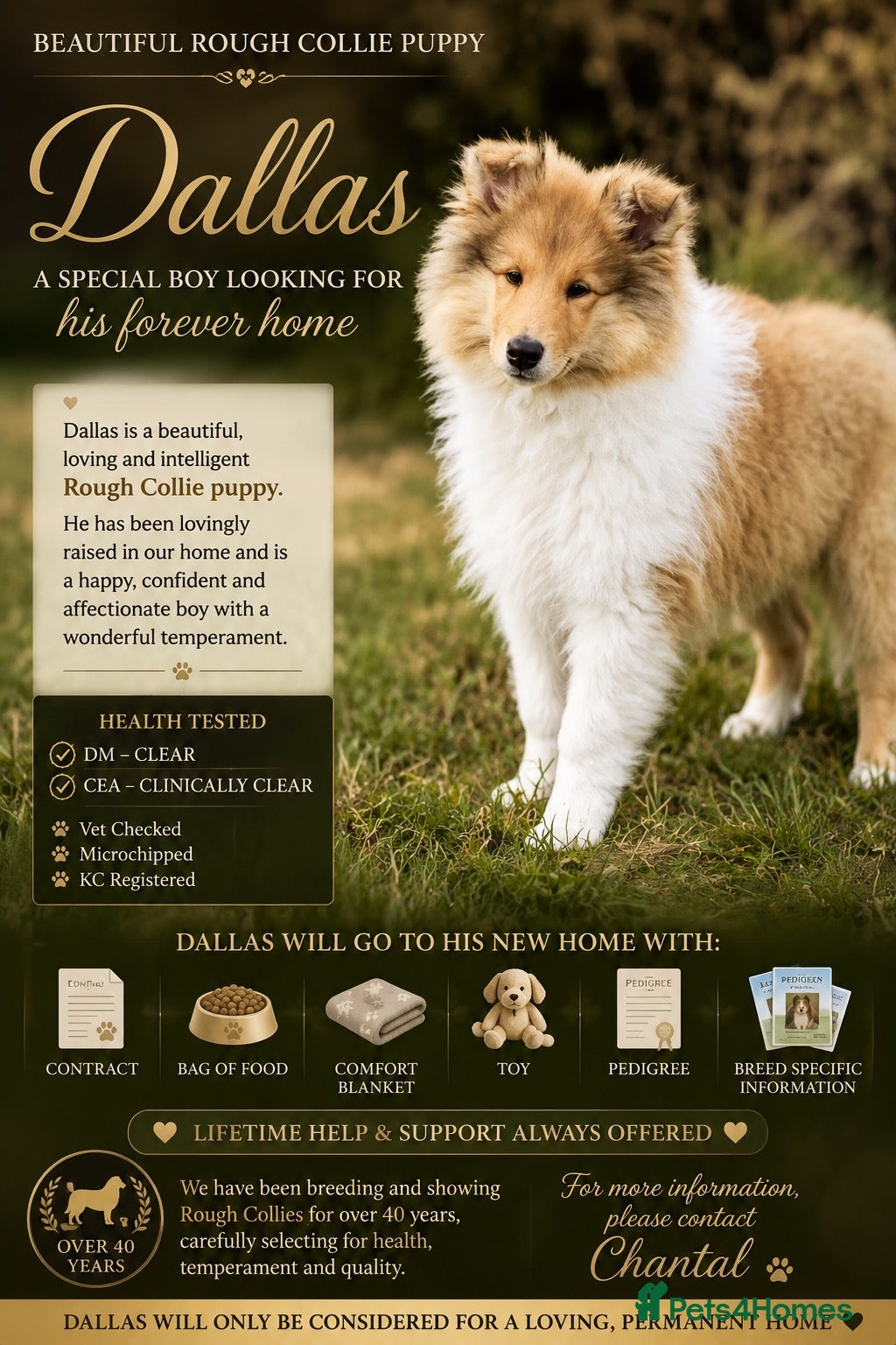Rough Collie dogs Rough collie puppy male - Advert 1