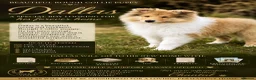 Rough Collie dogs for sale: Rough collie puppy male - Advert 1
