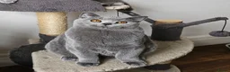 British Shorthair cats for sale: Stunning British shorthair blue kittens, neutered - Advert 5
