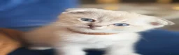 Scottish Fold cats for sale: Scottish Fold X Lilac Ragdoll twins ❤️  - Advert 13