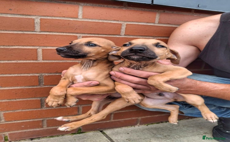 Mixed Breed dogs - Advert 2