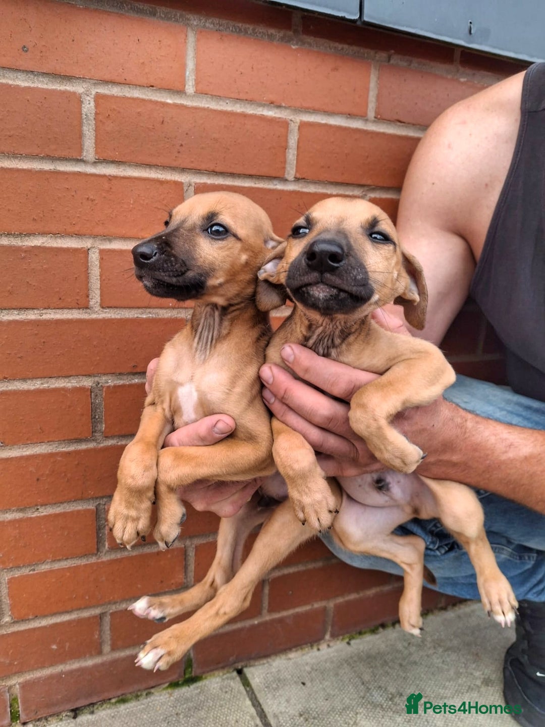 Mixed Breed dogs for sale: Lurcher puppies  - Image 1