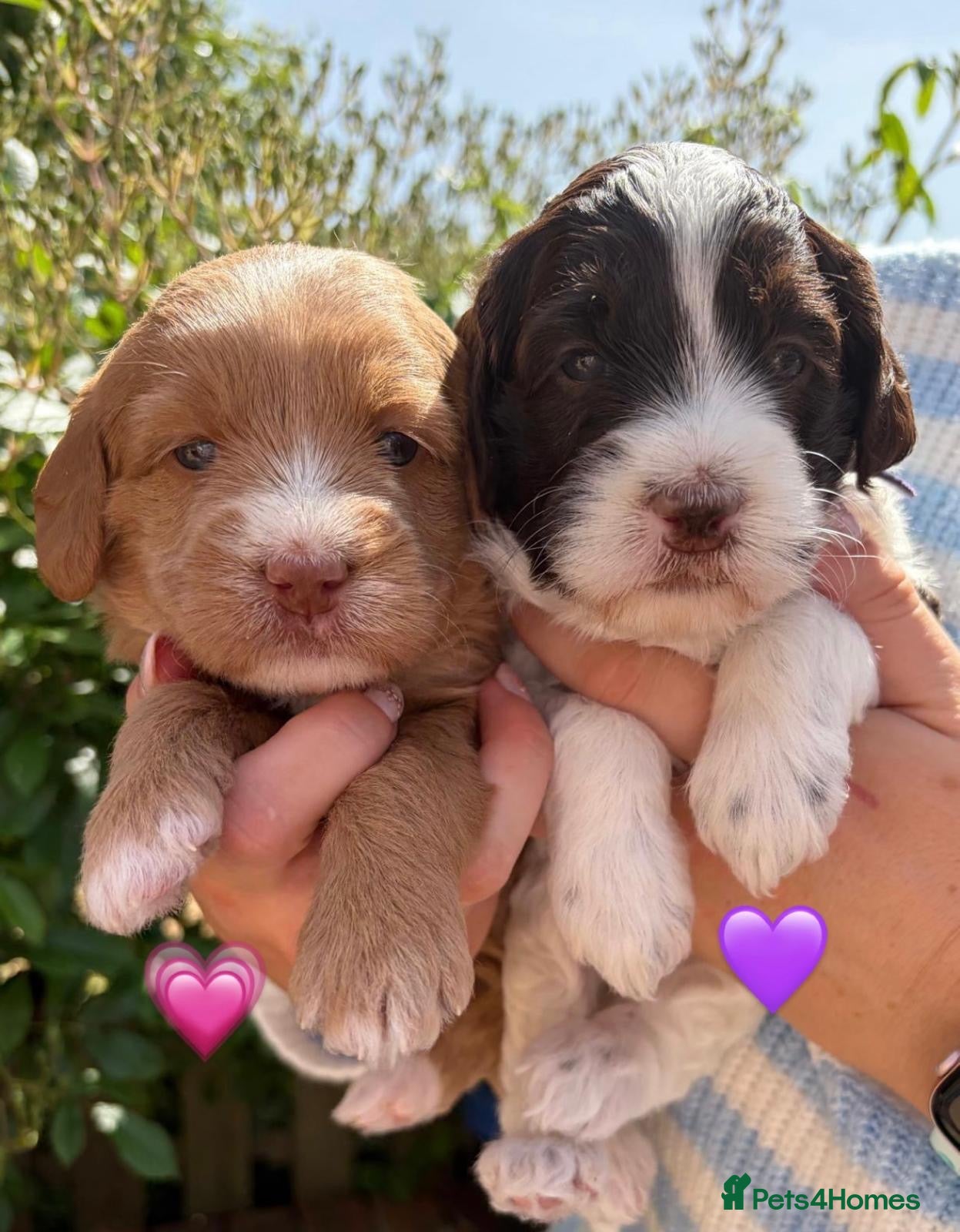 Australian Labradoodle dogs Miniature Australian Labradoodle Puppies - Advert 6