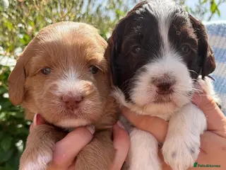 Australian Labradoodle dogs Miniature Australian Labradoodle Puppies - Advert 6