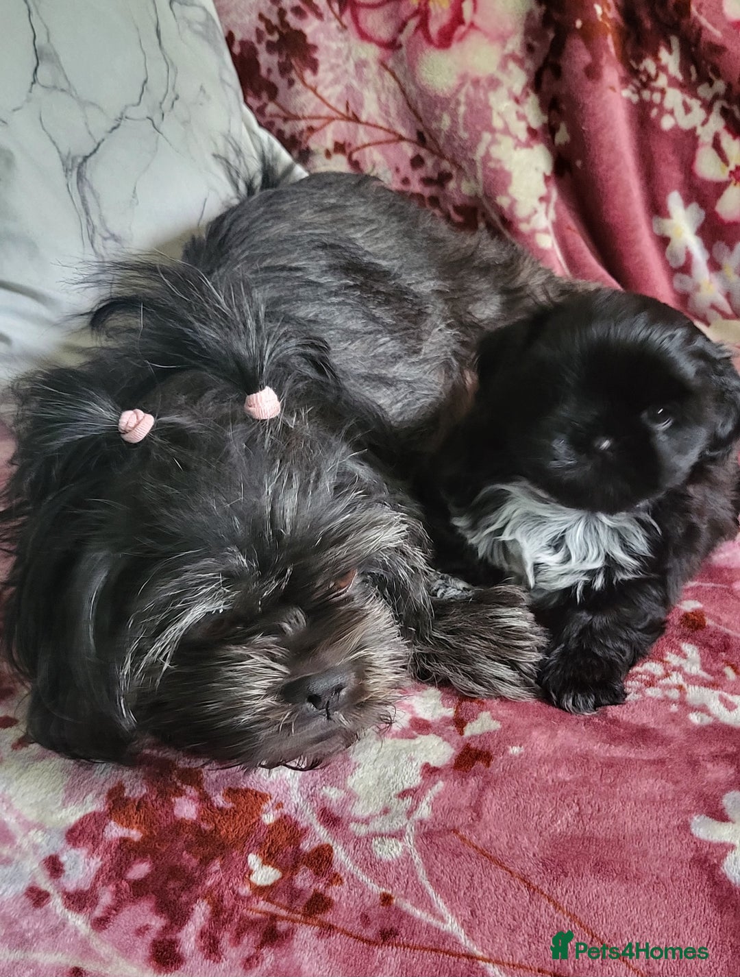 Shih Tzu dogs for sale: Shih Tzu Puppies for Sale - Image 10