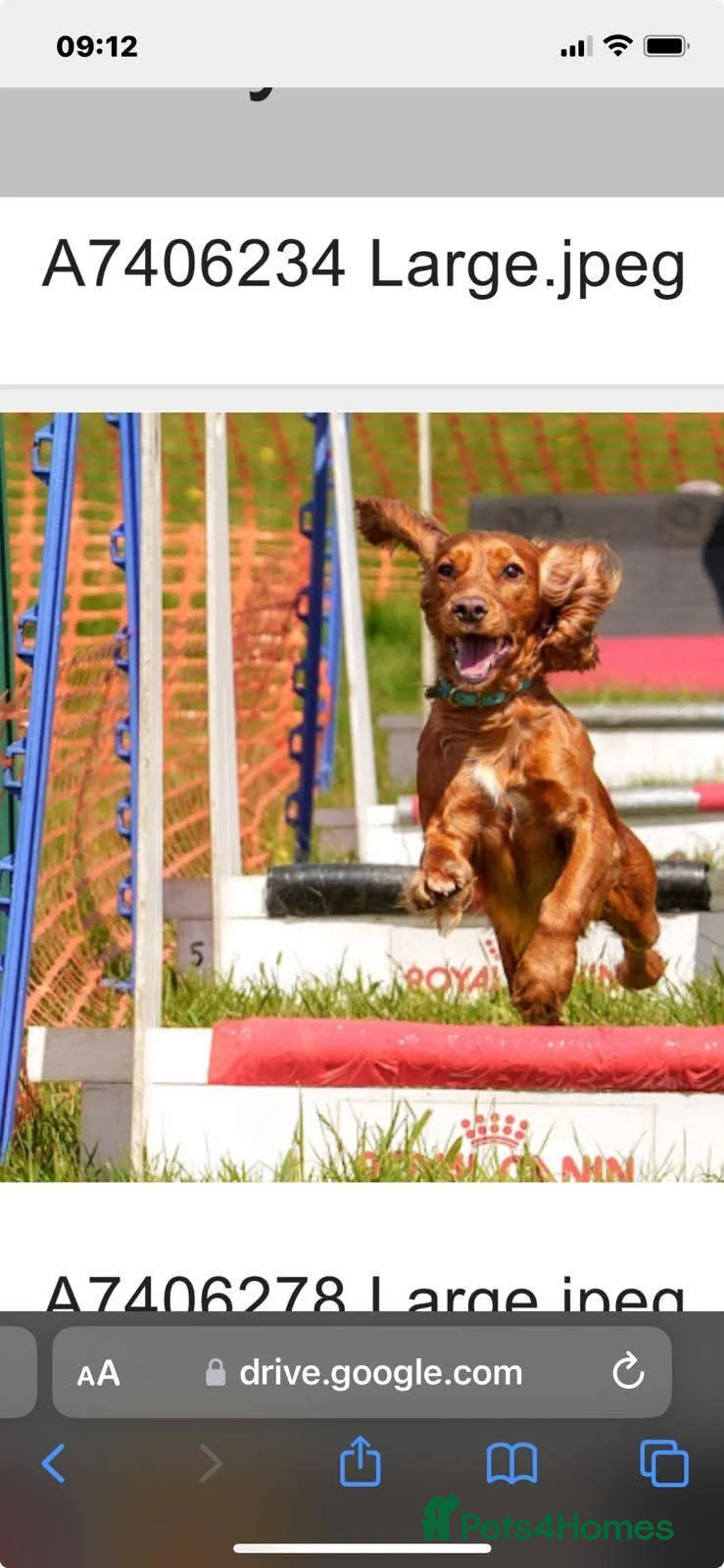 Cocker Spaniel dogs for sale: Cocker spaniel puppies for sale  - Advert 4